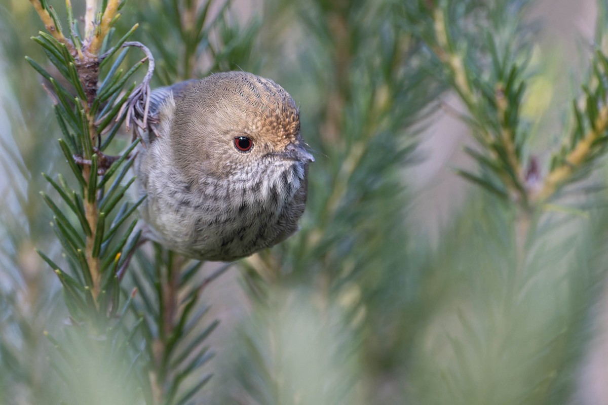 Brown Thornbill - ML638171102