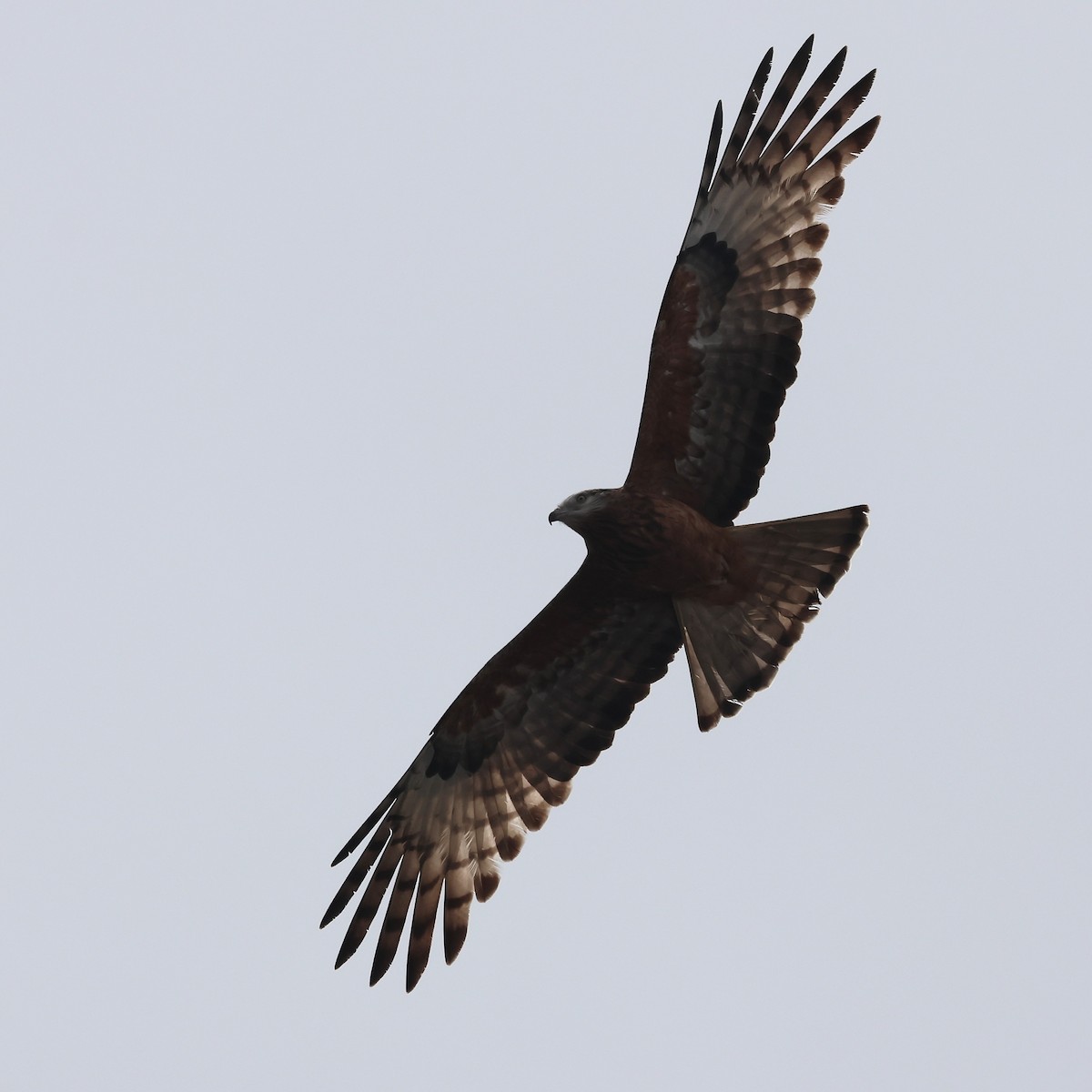 Square-tailed Kite - ML638171118