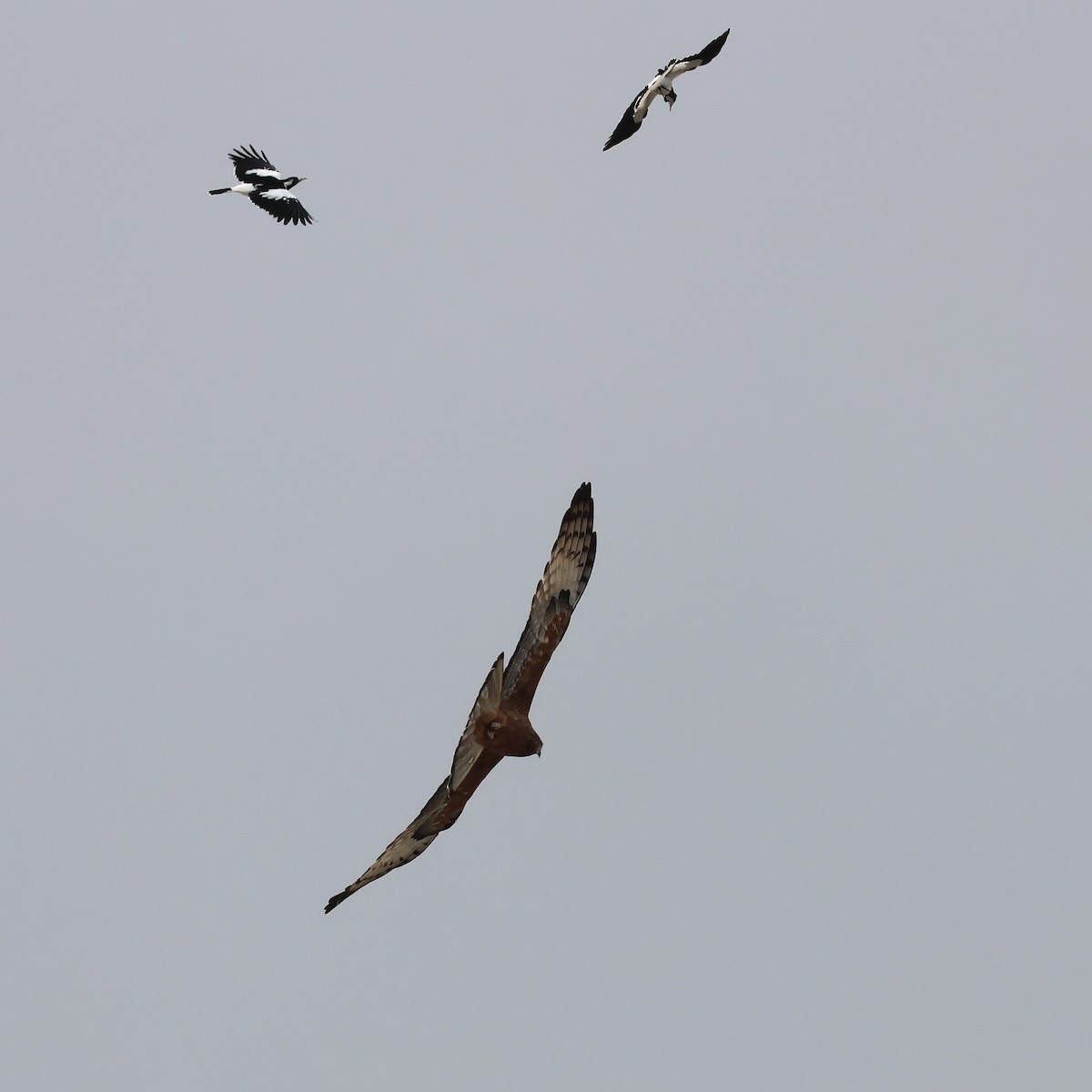 Square-tailed Kite - ML638171119
