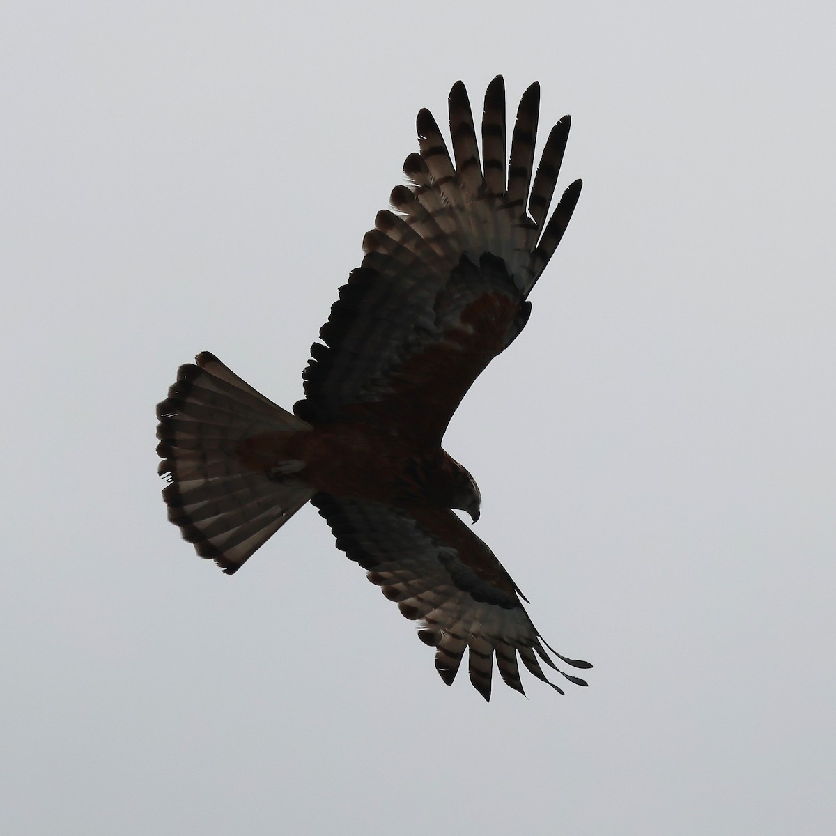 Square-tailed Kite - ML638171132