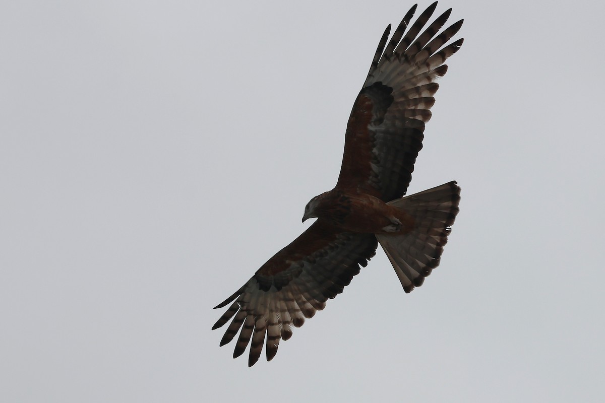 Square-tailed Kite - ML638171133