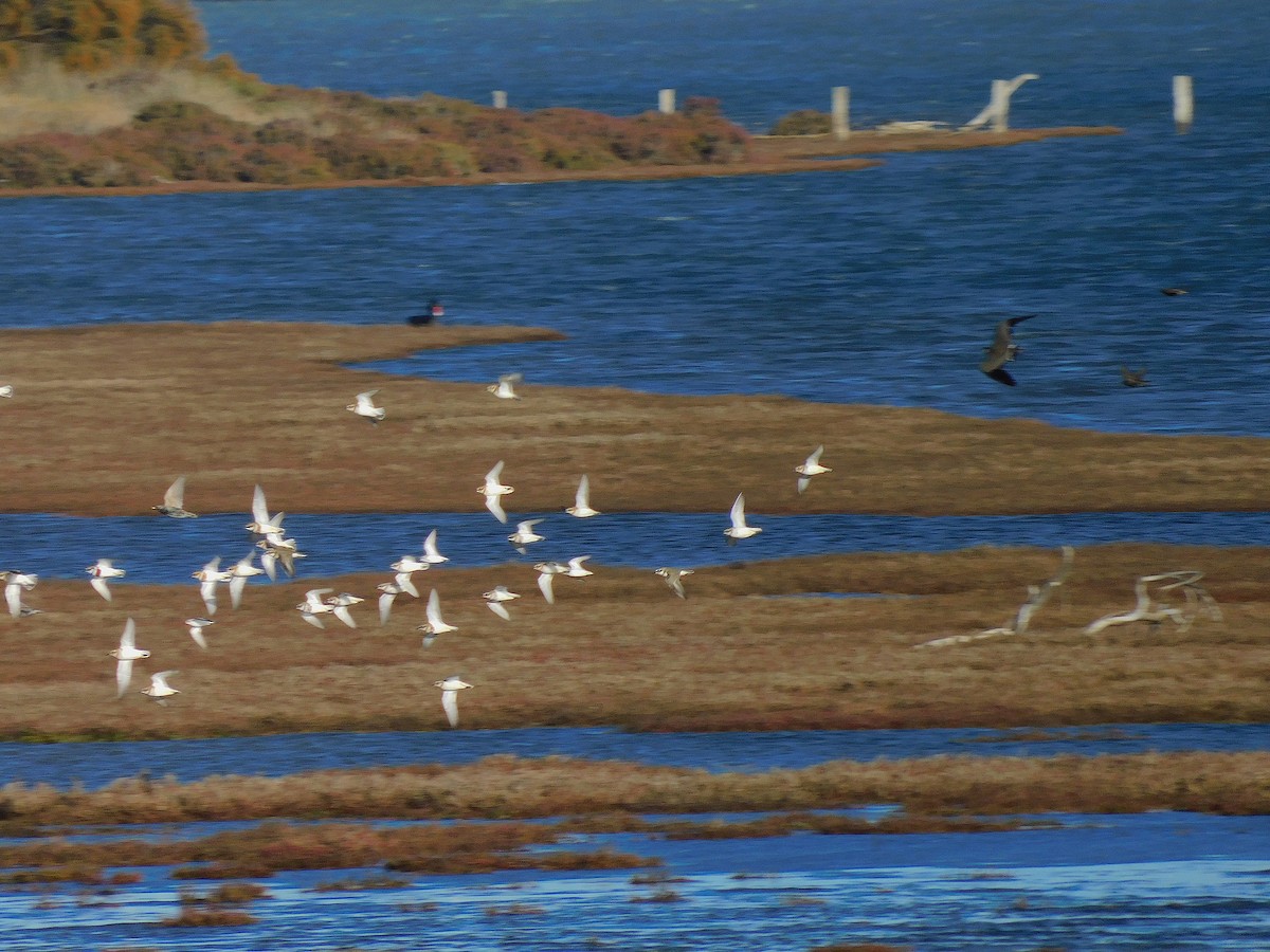 Double-banded Plover - ML638171145