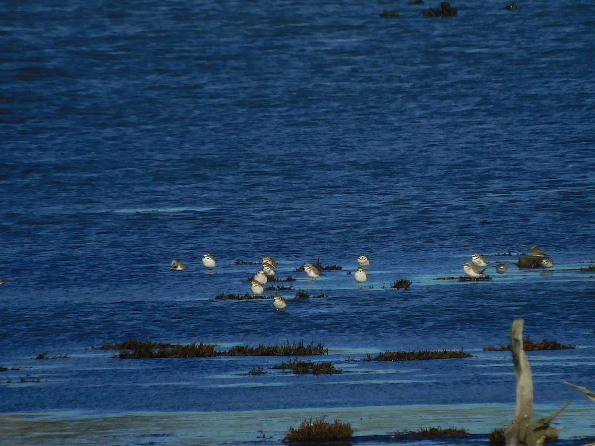 Double-banded Plover - ML638171146
