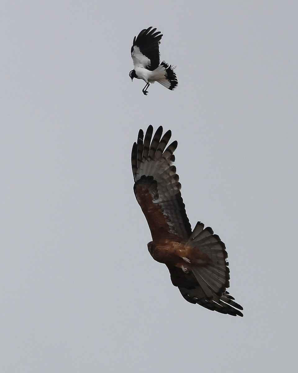 Square-tailed Kite - ML638171149