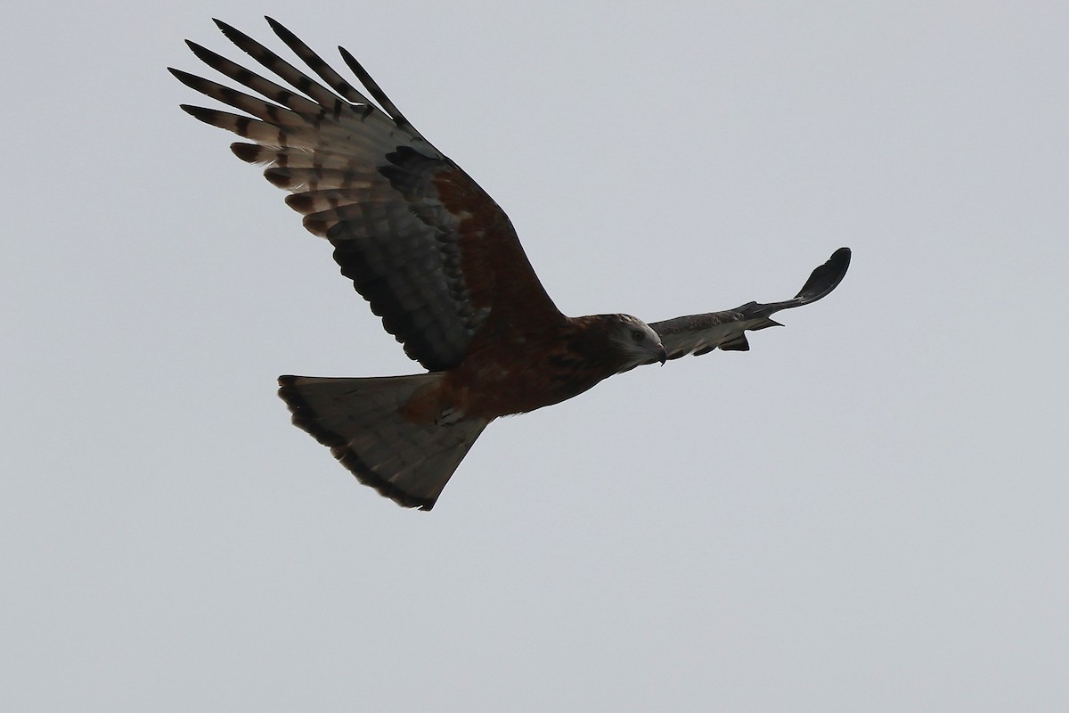 Square-tailed Kite - ML638171150