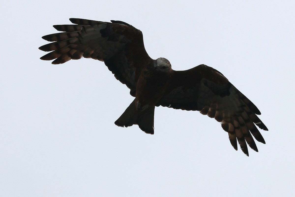 Square-tailed Kite - ML638171155