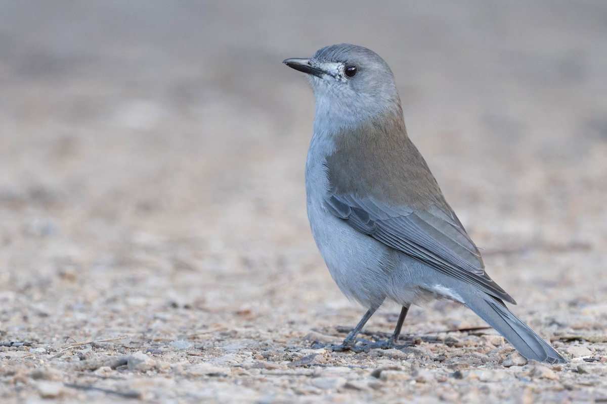Gray Shrikethrush - ML638171176