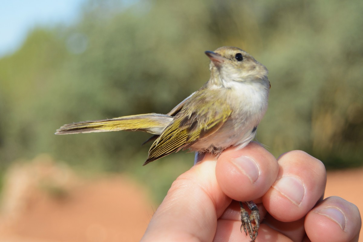 Western Bonelli's Warbler - ML638171178