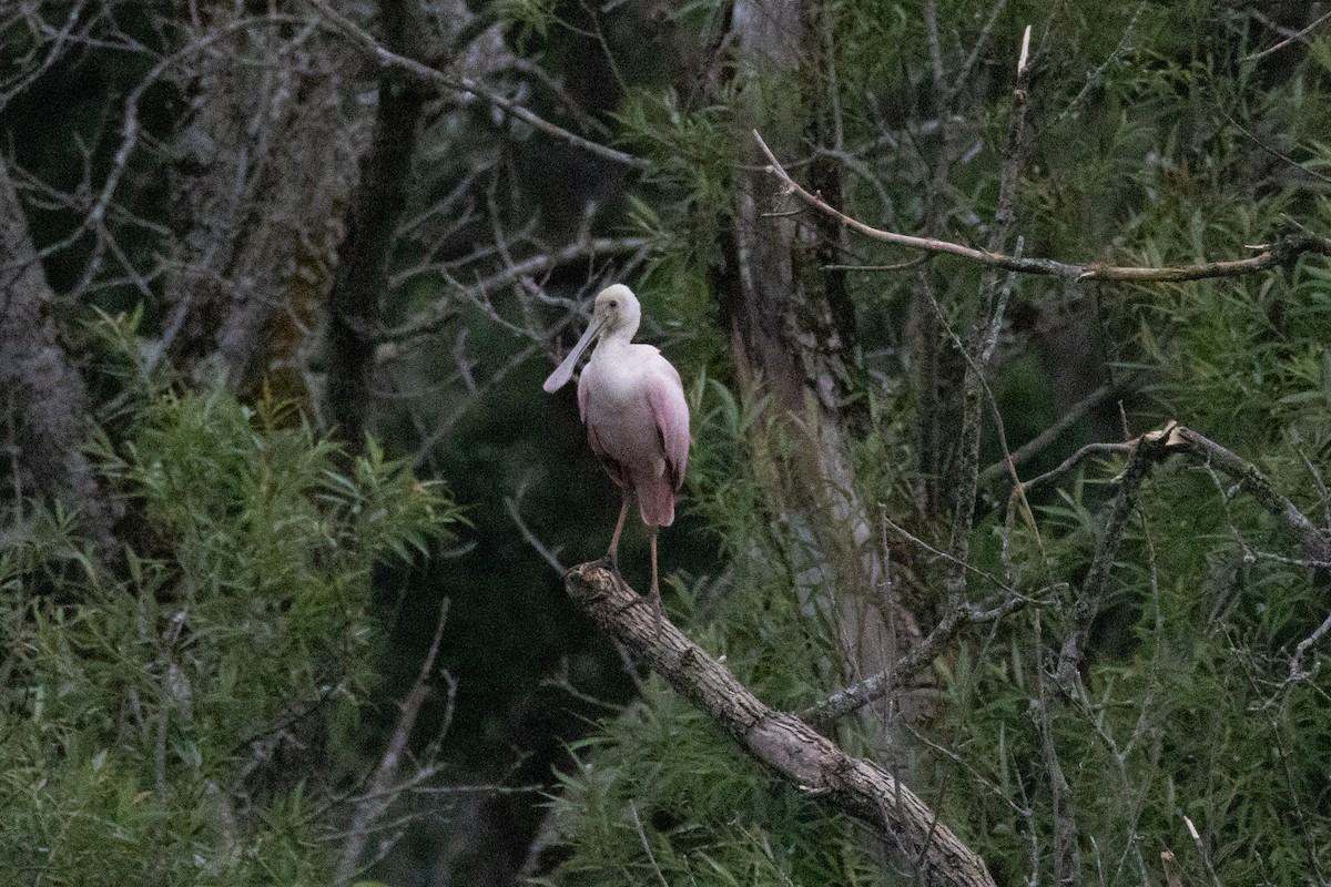Roseate Spoonbill - ML638171185