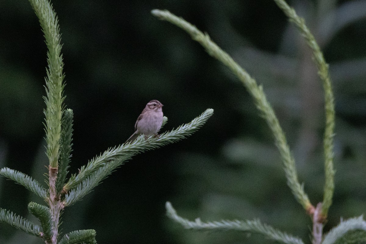Clay-colored Sparrow - ML638171191