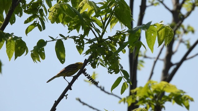 Prairie Warbler - ML638171193