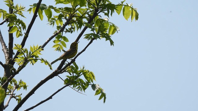 Prairie Warbler - ML638171195