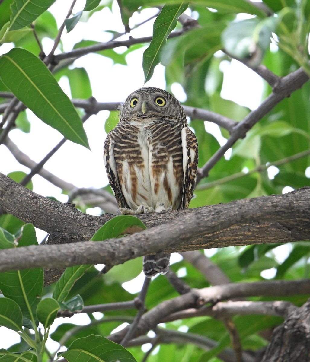 Asian Barred Owlet - ML638171200