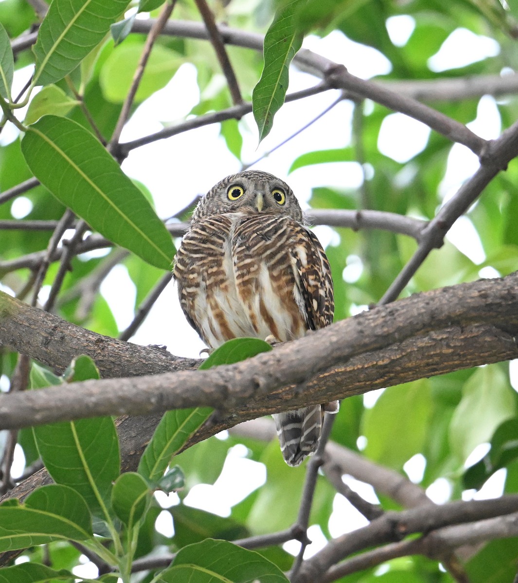 Asian Barred Owlet - ML638171201