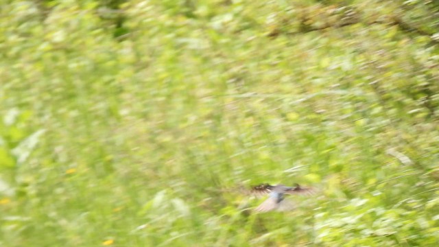 Tree Swallow - ML638171208