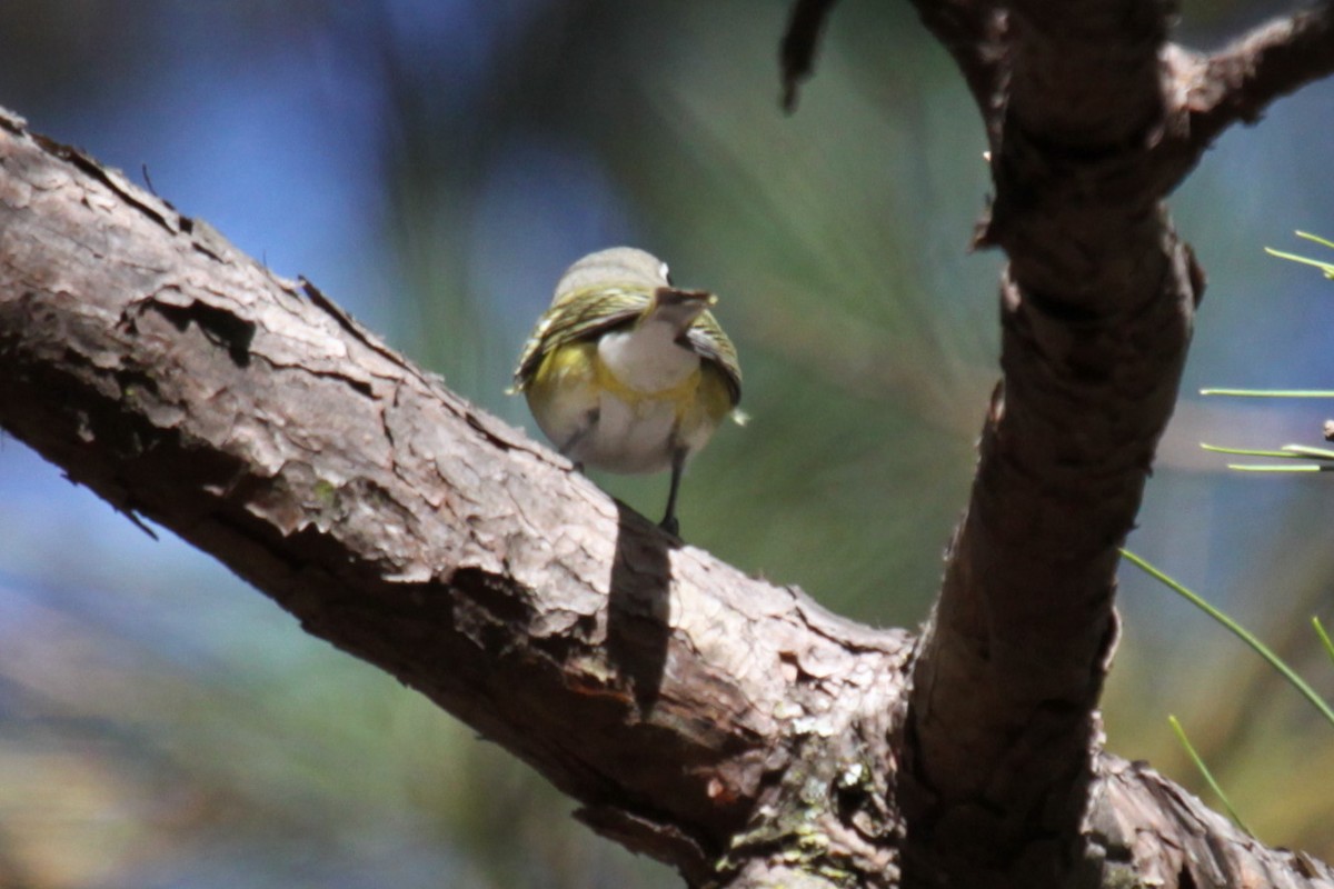 Graukopfvireo - ML638171212