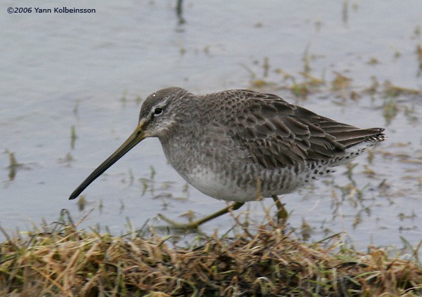 Long-billed Dowitcher - ML638171217