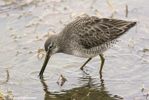 Long-billed Dowitcher - ML638171218