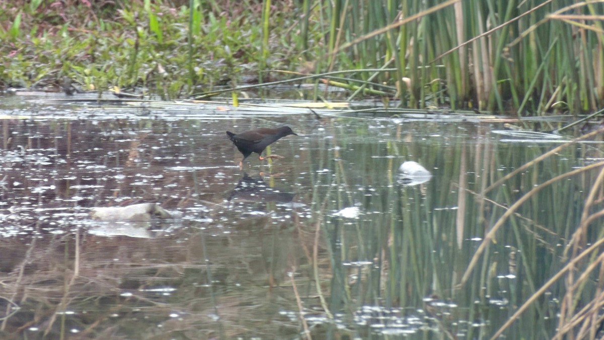 Spotless Crake - ML638171222