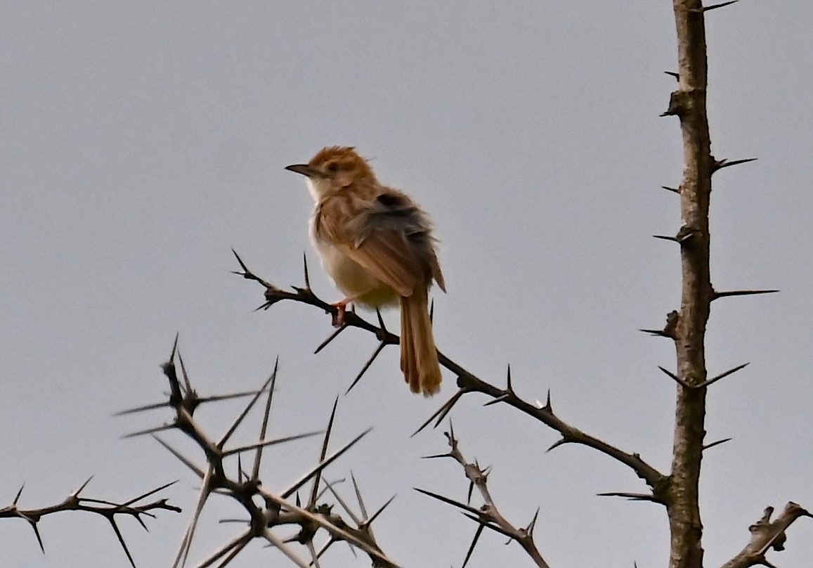Rattling Cisticola - ML638171227