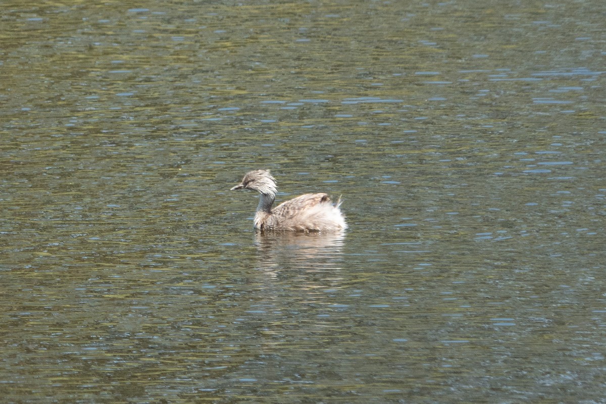 Hoary-headed Grebe - ML638171231