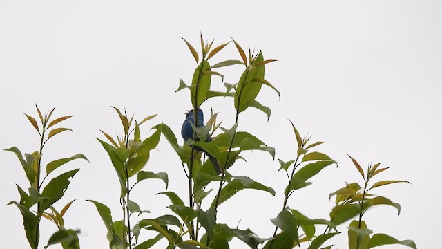 Indigo Bunting - ML638171234