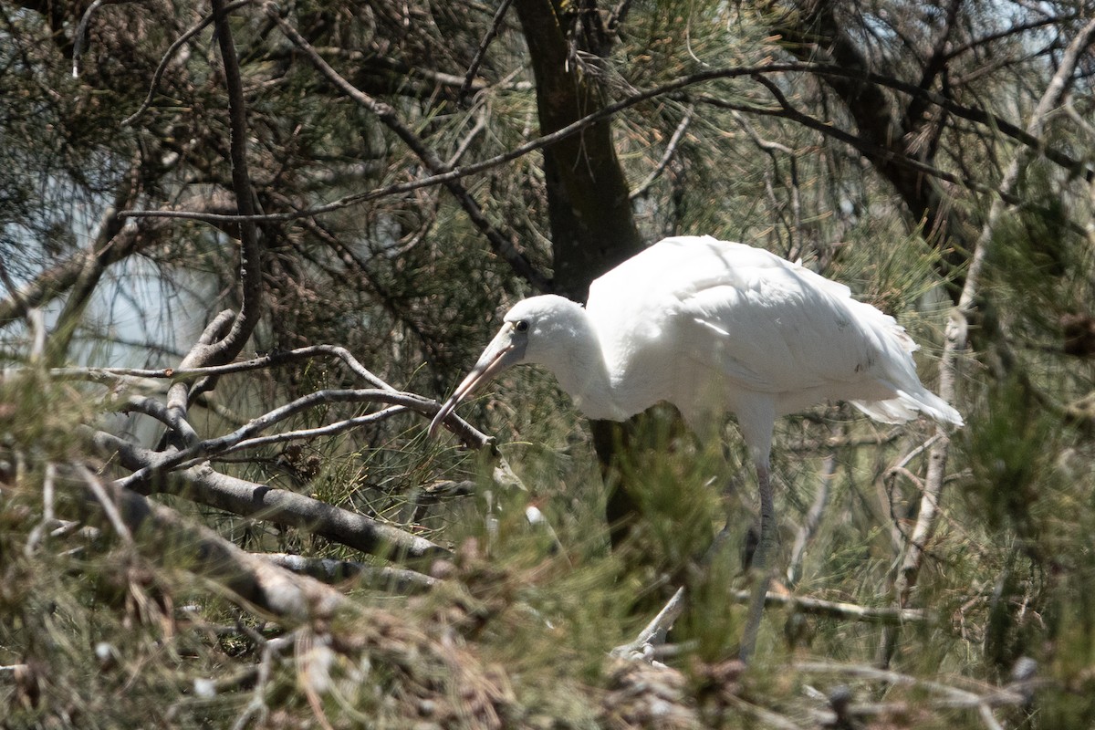 Yellow-billed Spoonbill - ML638171235