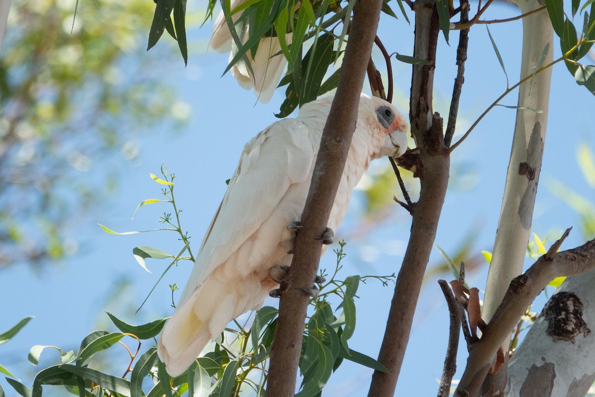 Western Corella - ML638171245