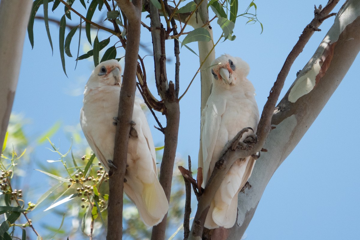 Western Corella - ML638171246