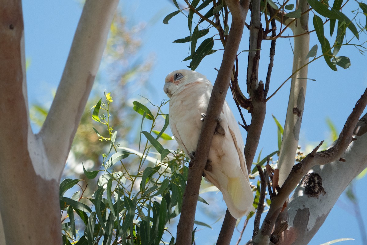 Western Corella - ML638171247