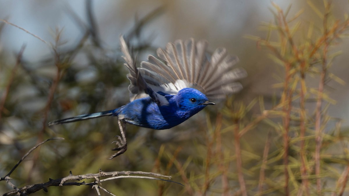 White-winged Fairywren - ML638171248