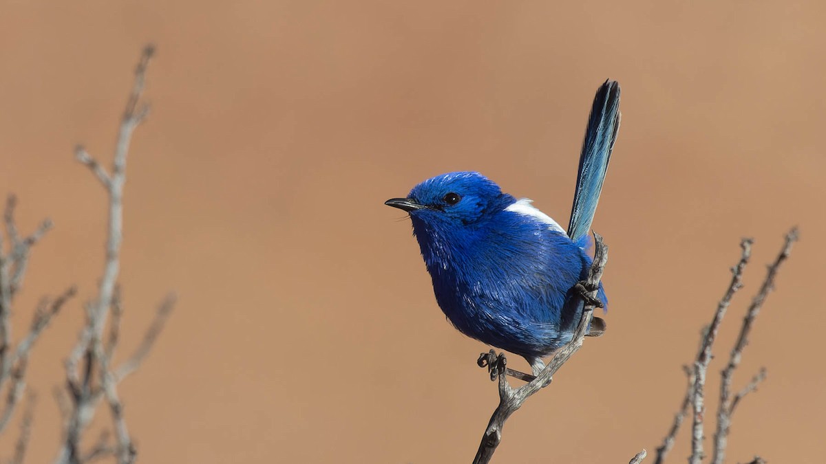 White-winged Fairywren - ML638171249