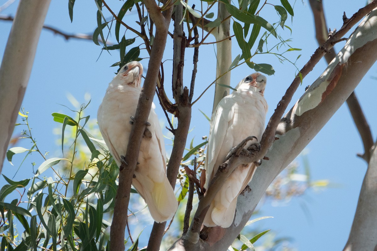 Western Corella - ML638171255