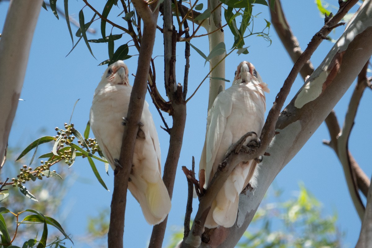 Western Corella - ML638171256