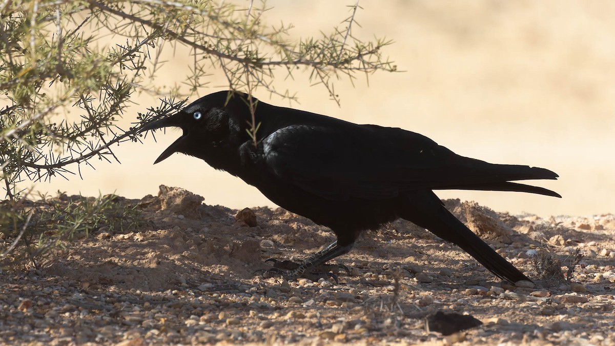 Torresian Crow - ML638171261
