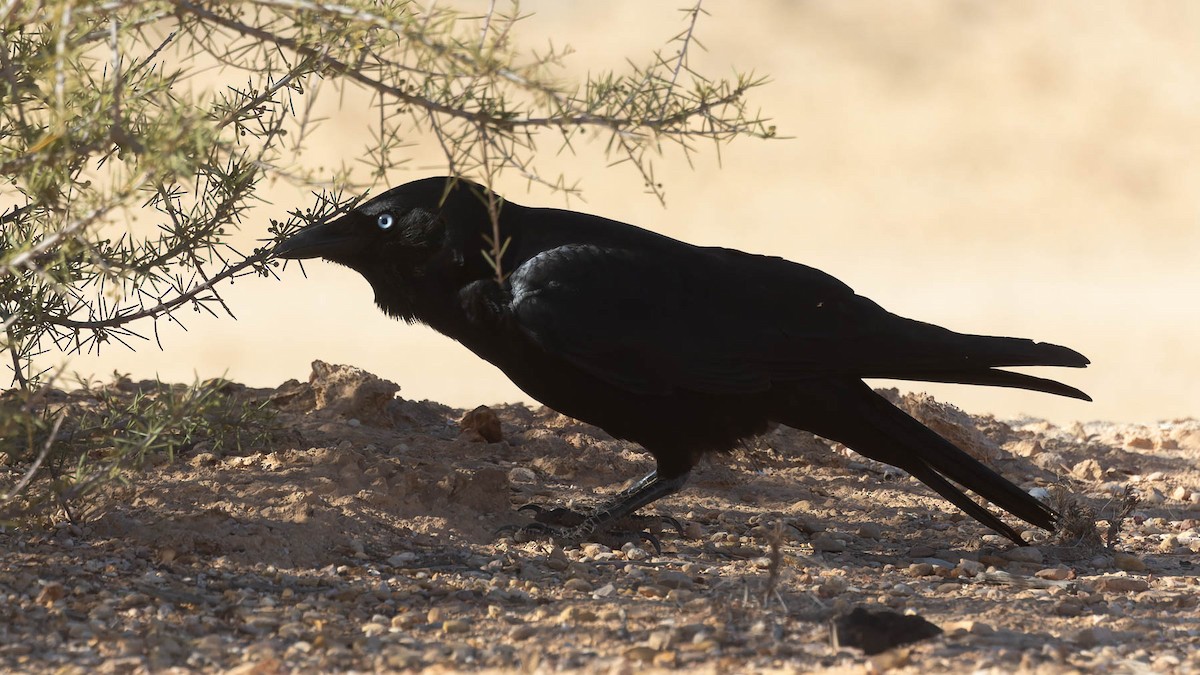 Torresian Crow - ML638171262