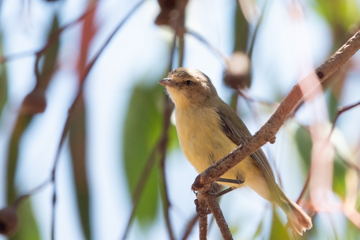 Weebill - ML638171265