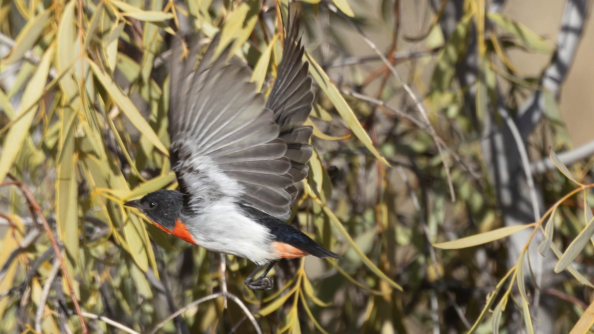 Mistletoebird - ML638171268