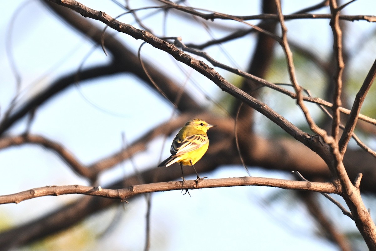Western Yellow Wagtail - ML638171291