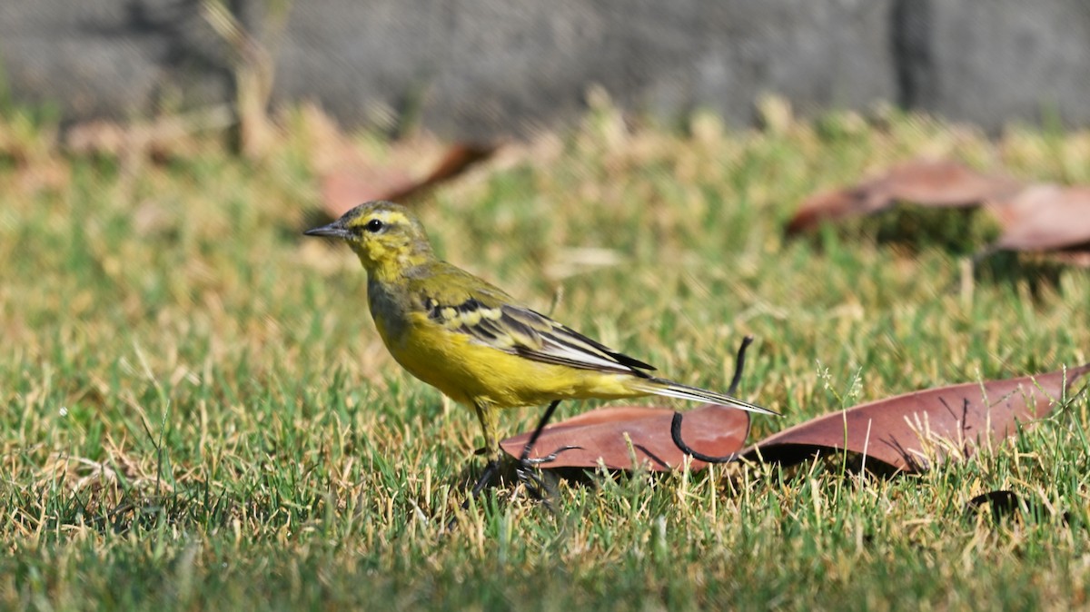 Western Yellow Wagtail - ML638171292