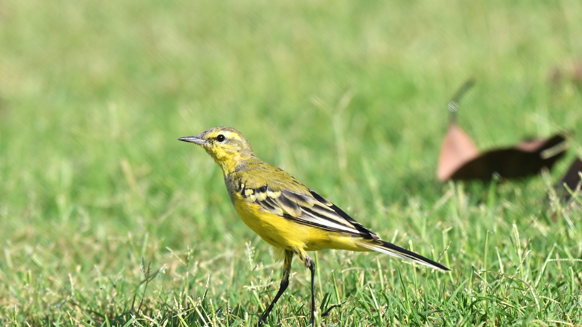 Western Yellow Wagtail - ML638171293