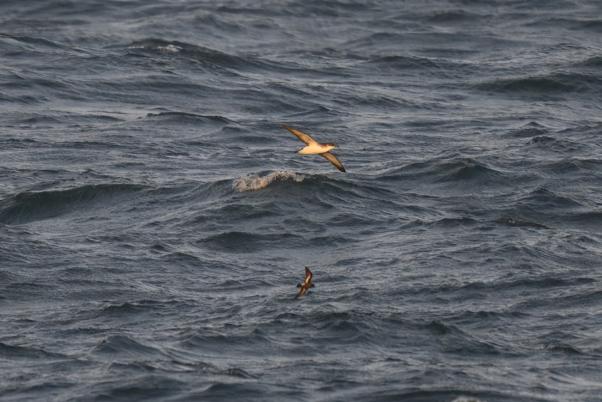 Manx Shearwater - ML638171295