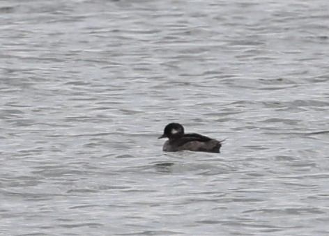 Bufflehead - ML638171311