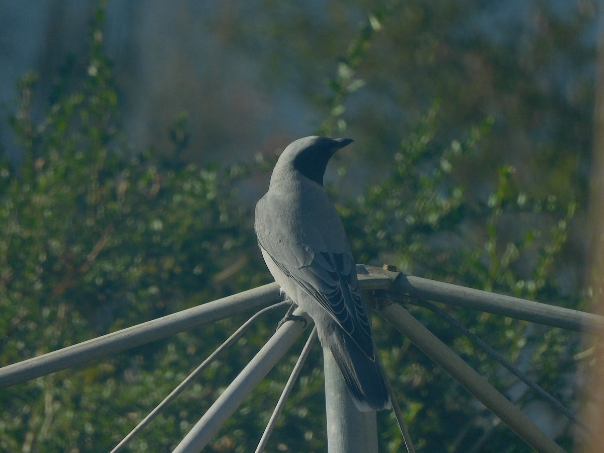 Black-faced Cuckooshrike - ML638171316