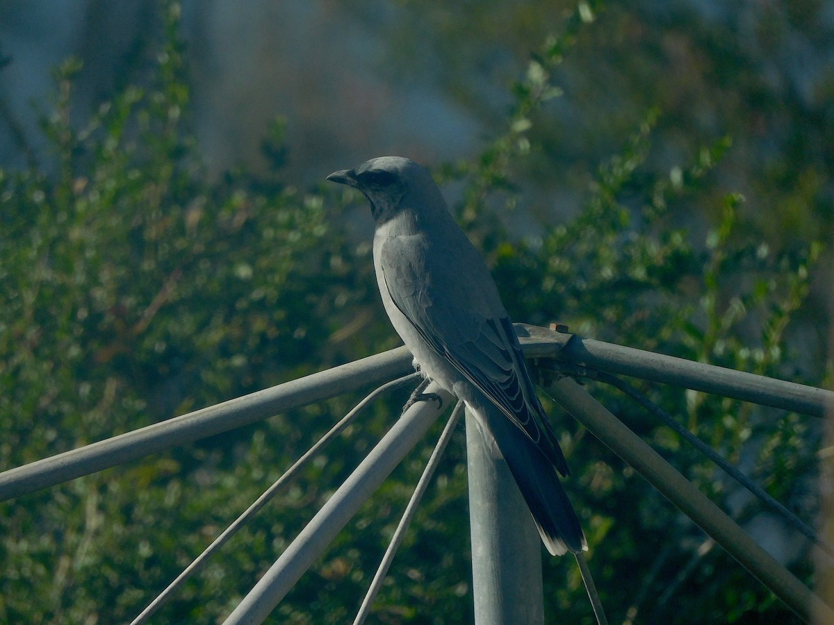 Black-faced Cuckooshrike - ML638171317