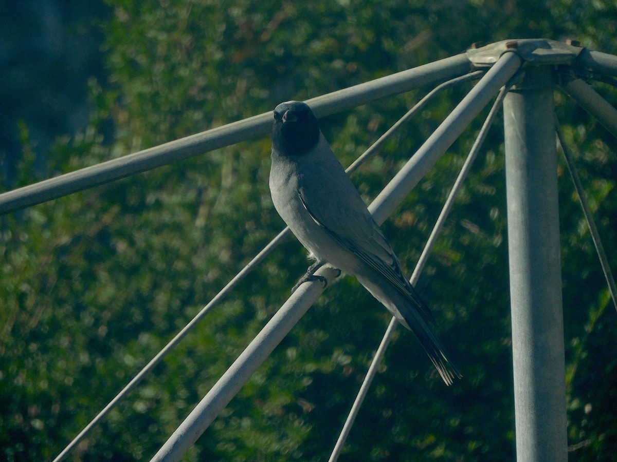 Black-faced Cuckooshrike - ML638171318