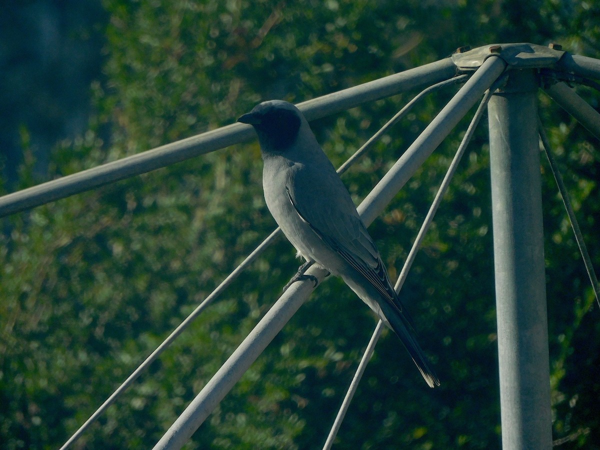 Black-faced Cuckooshrike - ML638171320