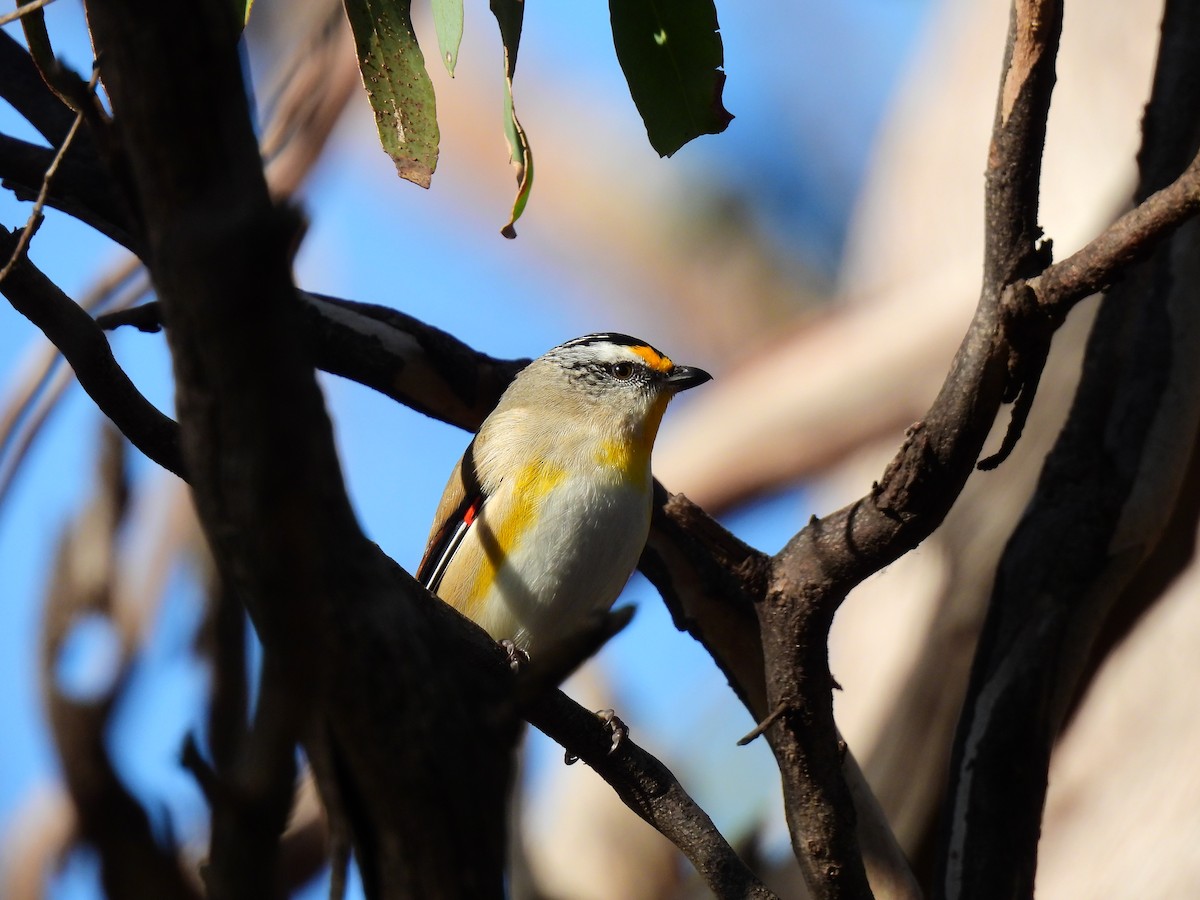 Striated Pardalote - ML638171338