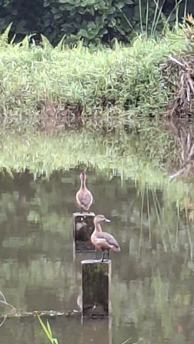 Lesser Whistling-Duck - ML638171343