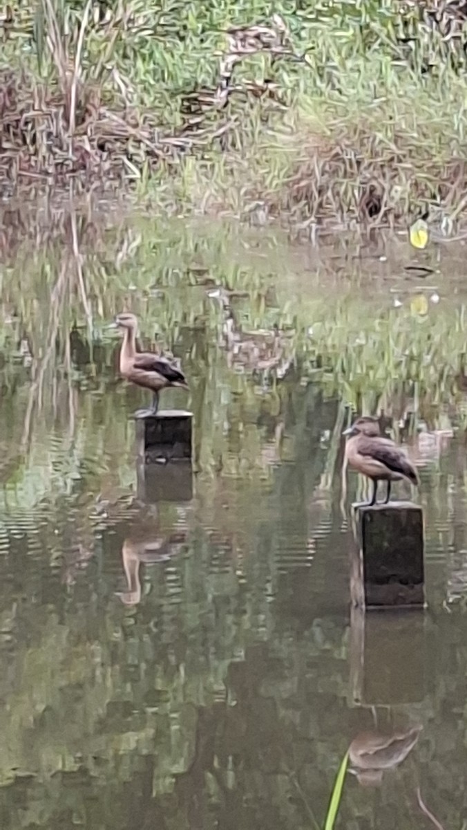Lesser Whistling-Duck - ML638171344